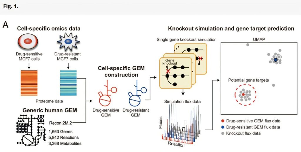 Metabolic network simulations reveal potential gene targets to re-sensitize drug-resistant breast cancer